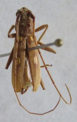 Eburia laticollis