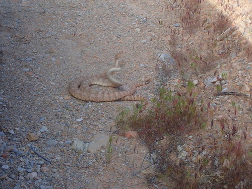 Southwestern Speckled Rattlesnake photographed in Arizona