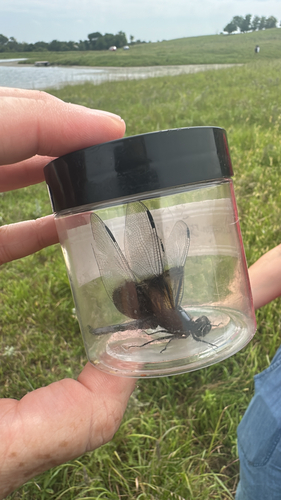 Widow Skimmer