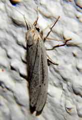 Coscinia chrysocephala