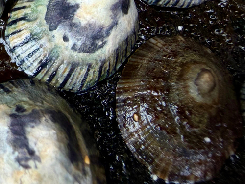 Rayed Wheel Limpet