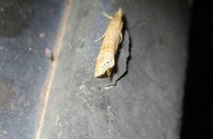 Euchromius californicalis