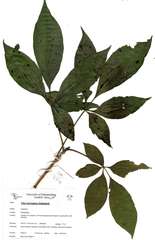 Vitex schliebenii