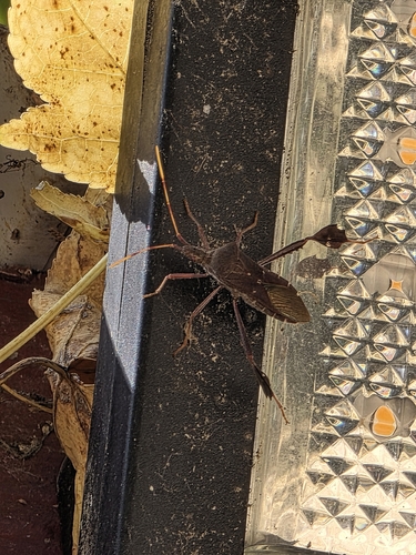 Leptoglossus oppositus