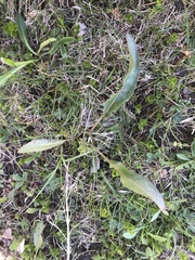 Bistorta officinalis