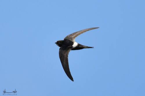 Vencejo cafre (Apus caffer)
