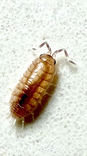 Powder Blue Isopod