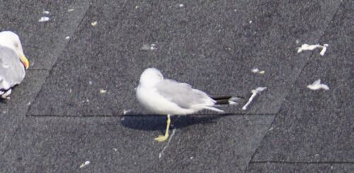Common Gull