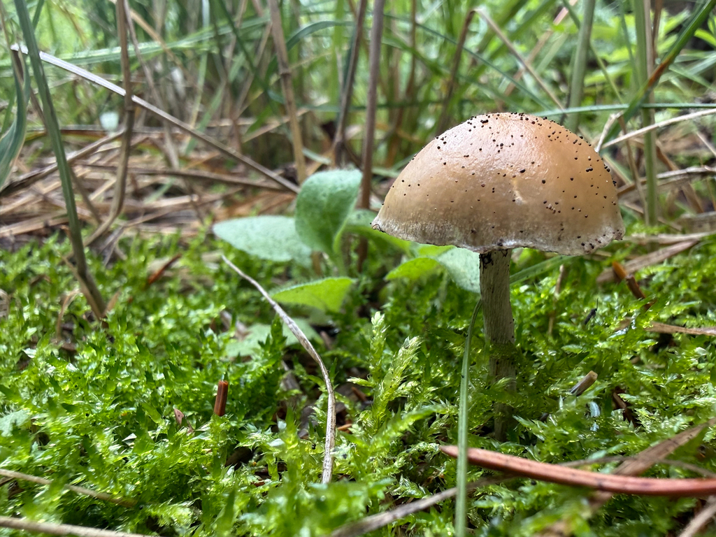Psilocybe aztecorum · August 2026 · photo: Photo: (c) Michael Tidwell, some rights reserved (CC BY) · iNaturalist