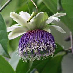 Passiflora nitida
