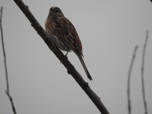 Pine Bunting