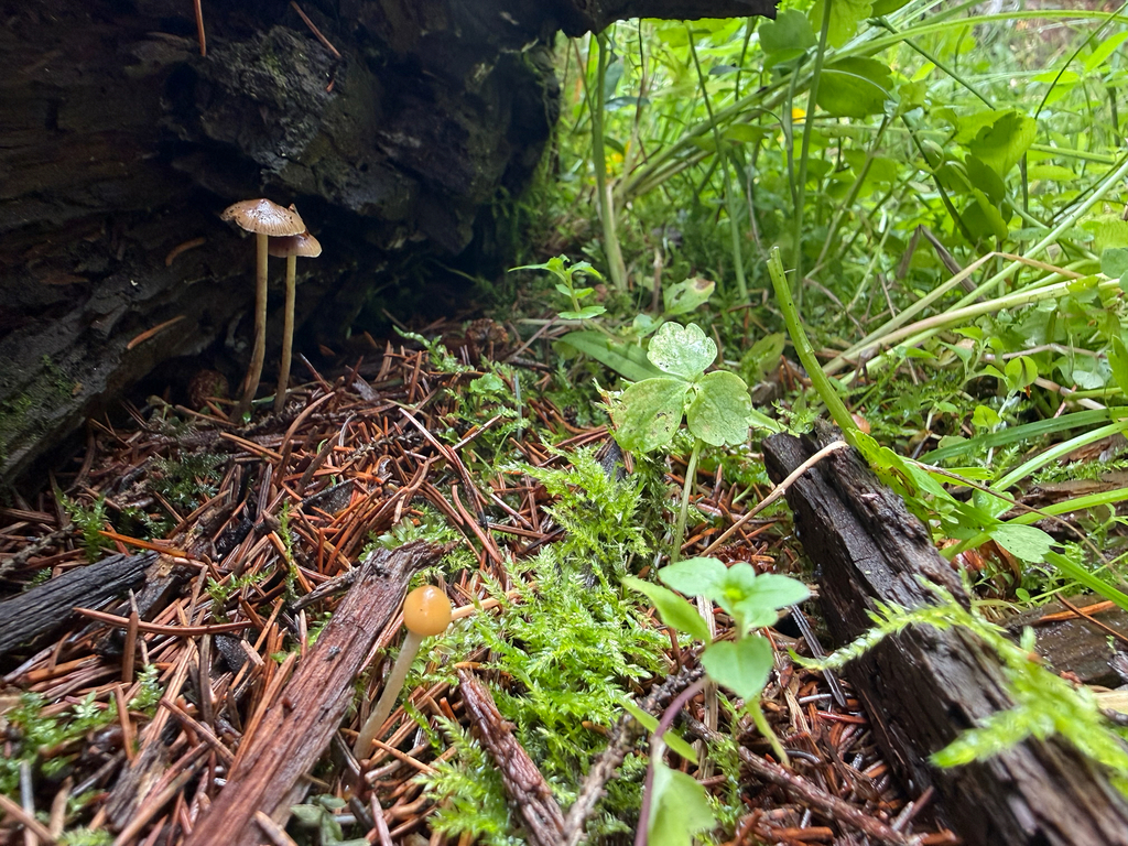 Psilocybe aztecorum · August 2026 · photo: Photo: (c) Michael Tidwell, some rights reserved (CC BY) · iNaturalist