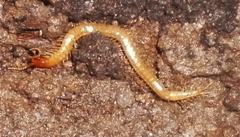 Schendyla nemorensis