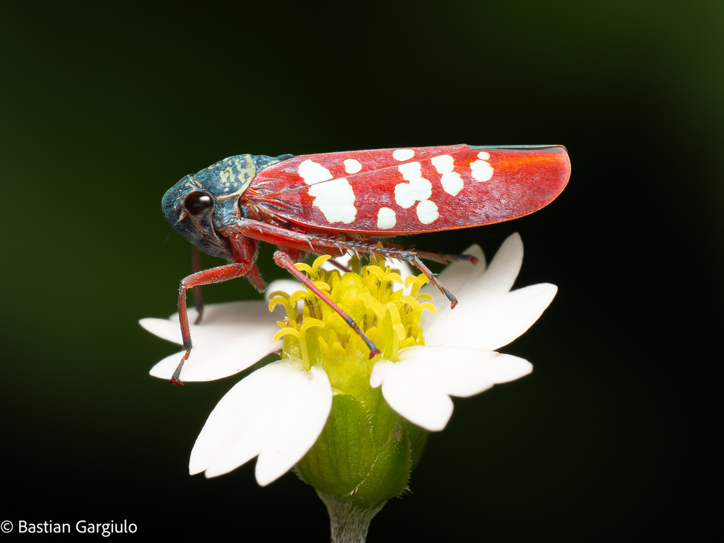 Graphocephala albomaculata