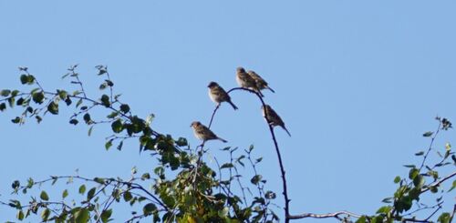 Eurasian Tree Sparrow
