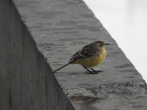 Western Yellow Wagtail