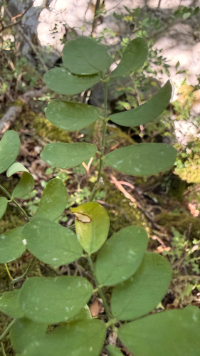 Hippocrepis emerus, photograph 6