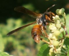 Strepsiptera