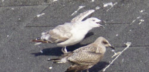 European Herring Gull