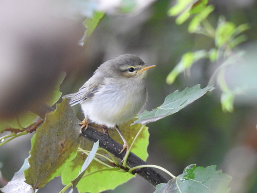 Willow Warbler