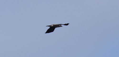 Hooded Crow