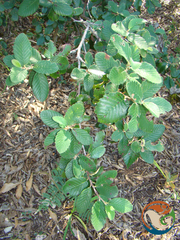 Cercocarpus pringlei