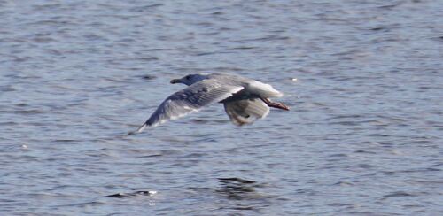European Herring Gull