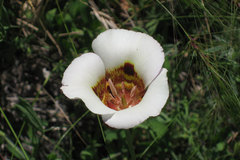 Calochortus vestae
