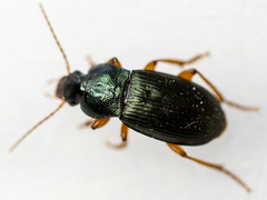 Ophonus laticollis