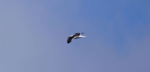 Lesser Black-backed Gull