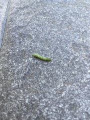 Phlogophora meticulosa