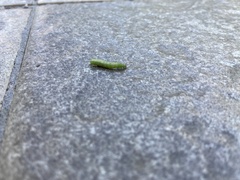 Phlogophora meticulosa