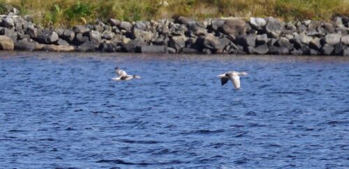 Greylag Goose