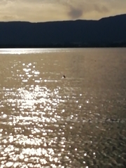 Podiceps cristatus