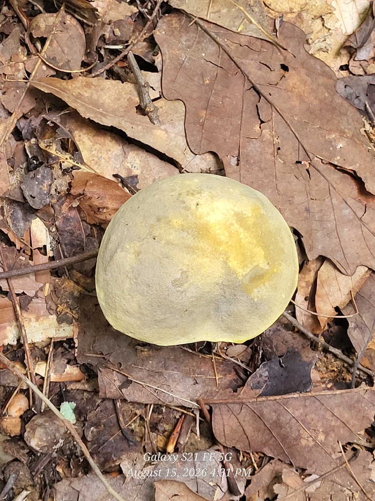 Ornate-stalked bolete · August 2026 · photo: Photo: no rights reserved · iNaturalist