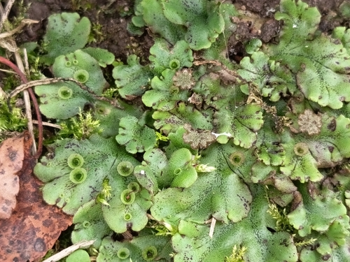 Common Liverwort