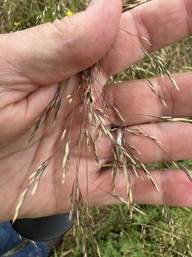 Deschampsia danthonioides, 2026-06-20