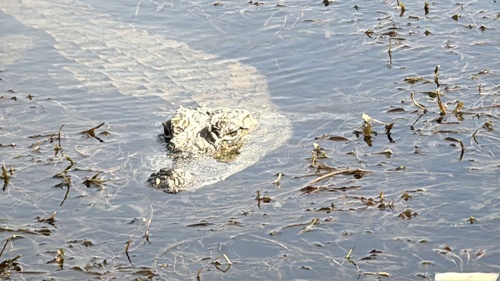 Mugger Crocodile