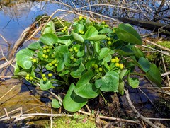 Caltha palustris palustris