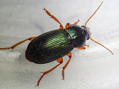 Ophonus laticollis