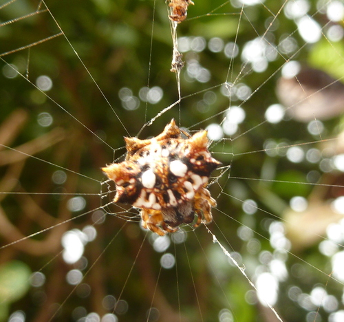 Asian Spinybacked Orbweaver