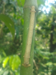 Piper auritum