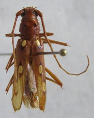 Eburodacrys triocellata
