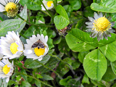 Anthophila fabriciana