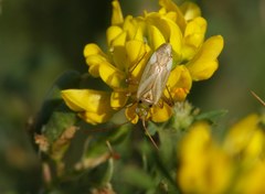 Adelphocoris