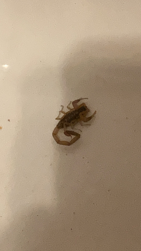 Striped Bark Scorpion