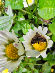 Anthophila fabriciana