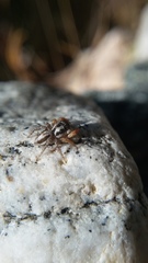Habronattus icenoglei