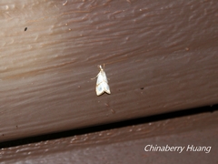 Pseudargyria interruptella