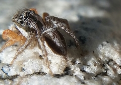 Habronattus icenoglei